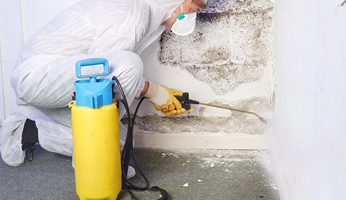 Professional mold cleanup service Professional mold cleanup service
